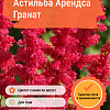 Астильба Арендса Гранат фото 3 