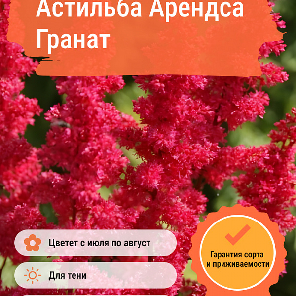 Астильба Арендса Гранат фото 3 