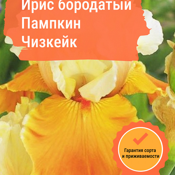 Ирис бородатый Пампкин Чизкейк фото 1 