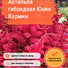 Астильба гибридная Юник Кармин фото 1 