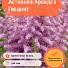 Астильба Арендса Гиацинт фото 4 