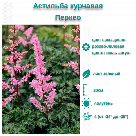 Астильба курчавая Перкео фото Астильба курчавая Перкео 