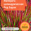 Императа цилиндрическая Ред Барон фото 4 