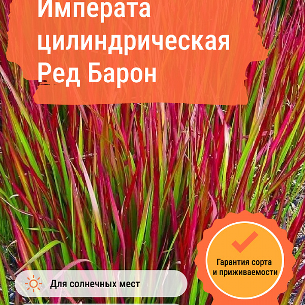 Императа цилиндрическая Ред Барон фото 4 